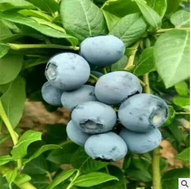 果樹苗基地批發優質兔眼藍莓苗 盆栽地載藍莓果樹苗 當年結果藍莓