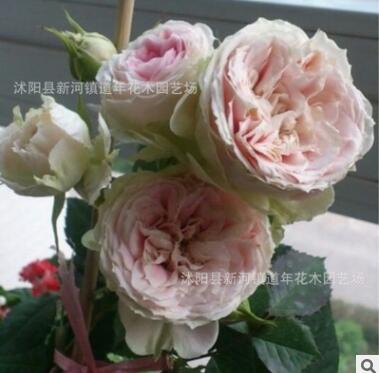 景之藝月季 歐月盆栽陽臺切花 門廊絨球 庭院植物勤花 四季花開不