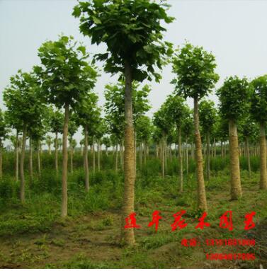 批發(fā)供應3-4公分法國梧桐樹苗 速生法桐 行道樹綠化