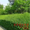 道年花木園藝場供應大葉黃楊 大葉黃楊 大葉黃楊球 冬青球