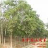 道年花木園藝場供應【重陽木】苗 綠化工程苗 規格齊全 優質喬木