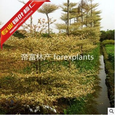 2019首發3分4分錦葉欖仁 花葉欖仁