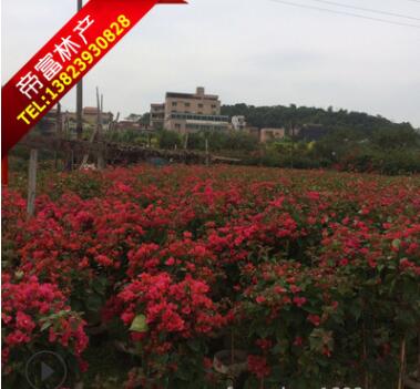 三角梅供應三角梅批發