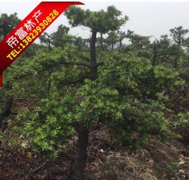 自家花場14-18分造型羅漢松