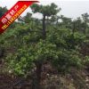 自家花場14-18分造型羅漢松