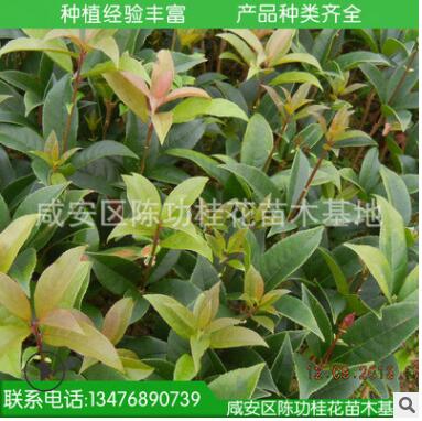 桂花樹苗批發(fā)丹桂 狀元紅 苗木 10-30cm 濃香型庭院植物自產(chǎn)自銷