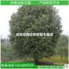 現(xiàn)貨供應(yīng)優(yōu)質(zhì)大桂花樹35公分桂花大樹 八月桂花樹 咸寧桂花樹