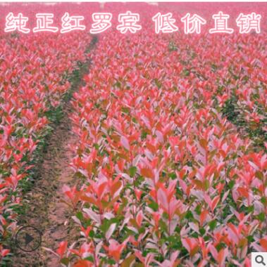 紅葉石楠樹 四季常青庭院綠化陽臺庭院綠化綠籬植物