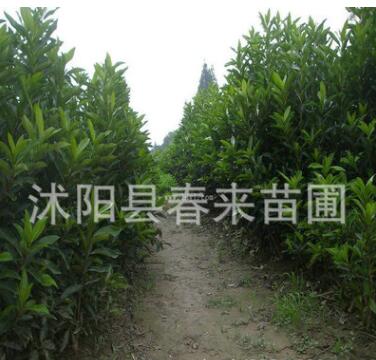 基地直銷專供500萬(wàn)法國(guó)冬青珊瑚樹(shù) 規(guī)格齊全 法國(guó)冬青小苗