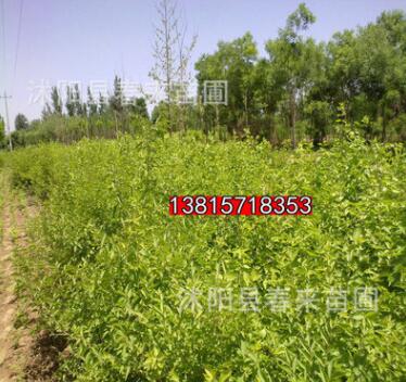 基地直銷優(yōu)質(zhì)金銀木 綠化灌木 規(guī)格齊全貨源充足