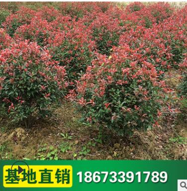 紅葉石楠球 彩色工程園林綠化工程苗木 批發(fā)
