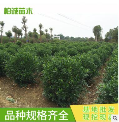 批發(fā)色塊小苗 大葉梔子小苗球 色塊綠化 工程苗木 庭院綠化
