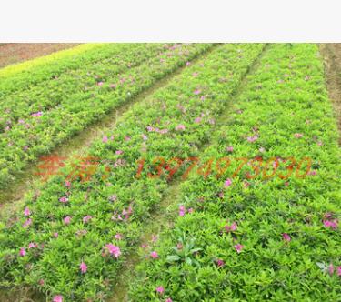 供應湖南春杜鵑小苗 紅花杜鵑工程苗 現貨供應 扦插杜鵑苗