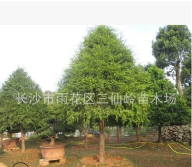 批發2-3-4公分的紅豆杉 湖南優質紅豆杉價格實惠