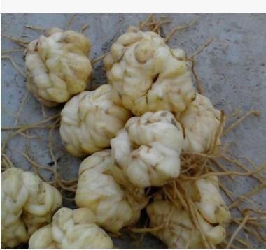 批發(fā)食用百合花種球種子 辦公室陽臺(tái)花卉綠植物小盆栽百合花種球