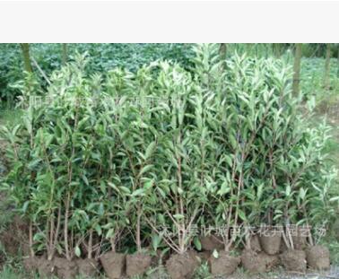 金邊常春藤 花葉常春藤 長春藤吊蘭 中華長春藤