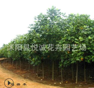 直銷馬褂木樹苗綠化苗木色塊綠籬行道點(diǎn)綴四季常青量大從優(yōu)馬褂木