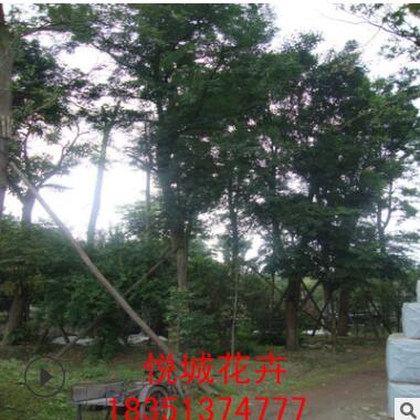 皂角樹苗園林綠化苗木庭院種植色塊綠籬基地直銷量大從優(yōu)皂角樹