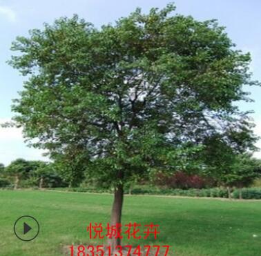 烏桕樹苗工程綠化苗木色塊綠籬四季常青行道點綴量大從優烏桕樹