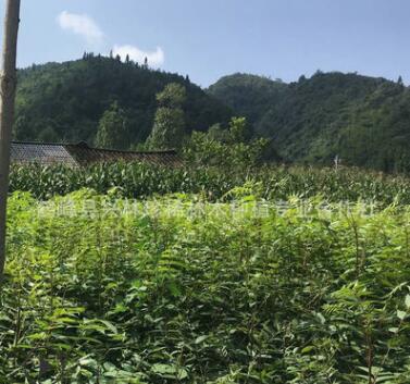 精品推薦經(jīng)濟(jì)苗木漆樹 一年生漆樹小苗 漆樹苗150萬(wàn)株