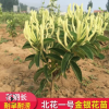 山東不開花北花一號金銀花苗 魯豐一號全蕾金銀花園藝種苗樹苗