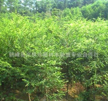 專業提供高檔紅豆杉 庭園別墅紅豆杉 苗圃批發紅豆杉