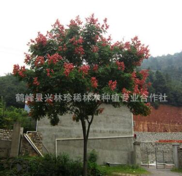 熱銷供應移栽欒樹樹苗 大規格欒樹樹苗 欒樹樹苗批發