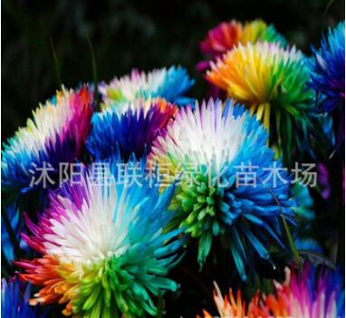 供應彩虹菊種子 菊花種子花環菊種子 陽臺花卉植物室內盆栽花草