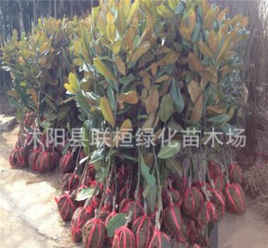 批發(fā) 廣玉蘭樹苗 廣玉蘭小苗 庭院苗木規(guī)格齊全 綠化苗木苗