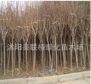 櫻花優質供應 早櫻，晚櫻，日本櫻花苗批發