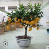 佛手樹苗盆栽 金佛手苗 千佛手 帶花帶果發貨 基地直銷果樹苗包郵