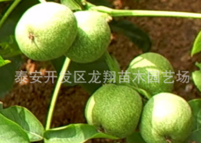 現(xiàn)貨供應 地栽 庭院果樹苗木 嫁接香玲核桃樹苗 當年結果