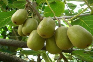 山東供應果樹批發(fā) 紅肉型 黃金奇異果獼猴桃樹苗耐貯藏 奇異果苗