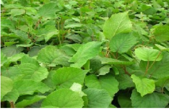 湖南直銷獼猴桃苗 紅心獼猴桃樹苗 奇異果樹苗 品種齊全批發(fā)