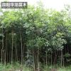 工程綠化樹木桂花苗 量大價(jià)低基地直銷 規(guī)格齊全高成活桂花苗批發(fā)