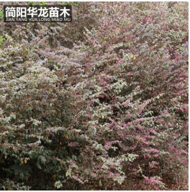 供應優(yōu)質(zhì)紅花繼木苗木 城市綠化工程苗木紅繼木量大出售批發(fā)