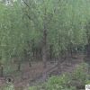 產(chǎn)地直銷垂柳樹苗 苗木批發(fā) 喬木 綠化風(fēng)景庭蔭防護樹