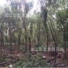 成都樹苗綠化喬木黃金柳垂柳樹苗低價批發(fā)行道樹風(fēng)景樹綠植庭院