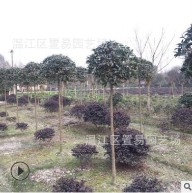 成都高桿桂花批發(fā) 園林綠化 常綠喬木苗木 工程綠化