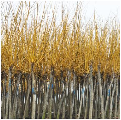 批發黃金槐 規格齊全易成活矮接黃金槐 行道風景綠化苗