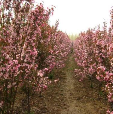 海棠花海棠樹樁海棠盆景木瓜海棠苗當(dāng)年結(jié)果 海棠果