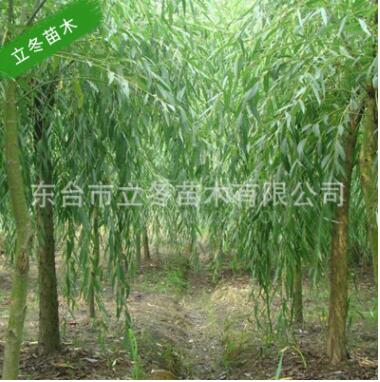 垂柳 風景樹 校園 公園庭萌樹 降溫 綠化 環境 行道樹