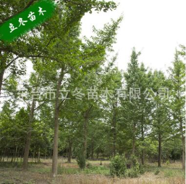 銀杏樹白果樹 增添風景 風景樹 濕地綠化 背景畫 老壽星