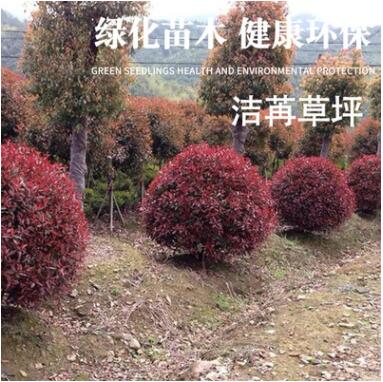 質量保障量大從優綠色環保 紅葉石楠種植場專業生產定制批發