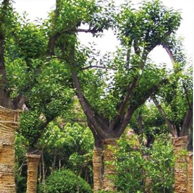 量大從優樸樹 潔苒種植場專業種植批發定制環保綠色無污染