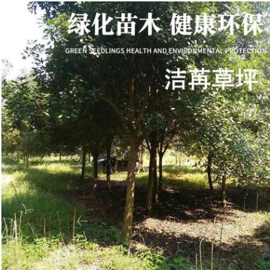 園林植物專業生產定制批發櫸樹 綠色環保綠化苗木凈化空氣防風
