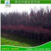 紅紫葉李苗 紅葉李樹苗 批發速生紫葉李小苗 紫葉李樹苗 庭院綠植