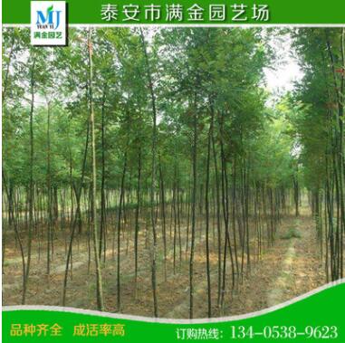 黃金槐批發(fā) 黃槐 槐樹 金枝國槐 綠化工程黃金槐小苗規(guī)格齊全批發(fā)