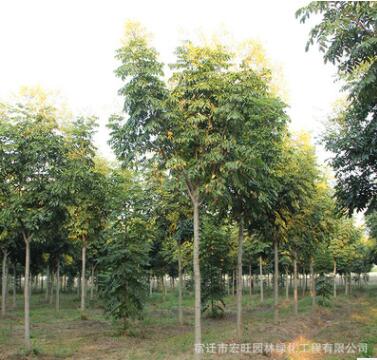 欒樹苗批發黃山欒樹園林工程綠化苗木行道防護樹