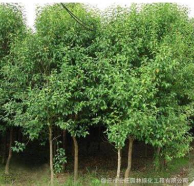 苗圃批發大葉女貞樹苗金葉女貞苗小葉女貞金森女貞規格齊全價格優